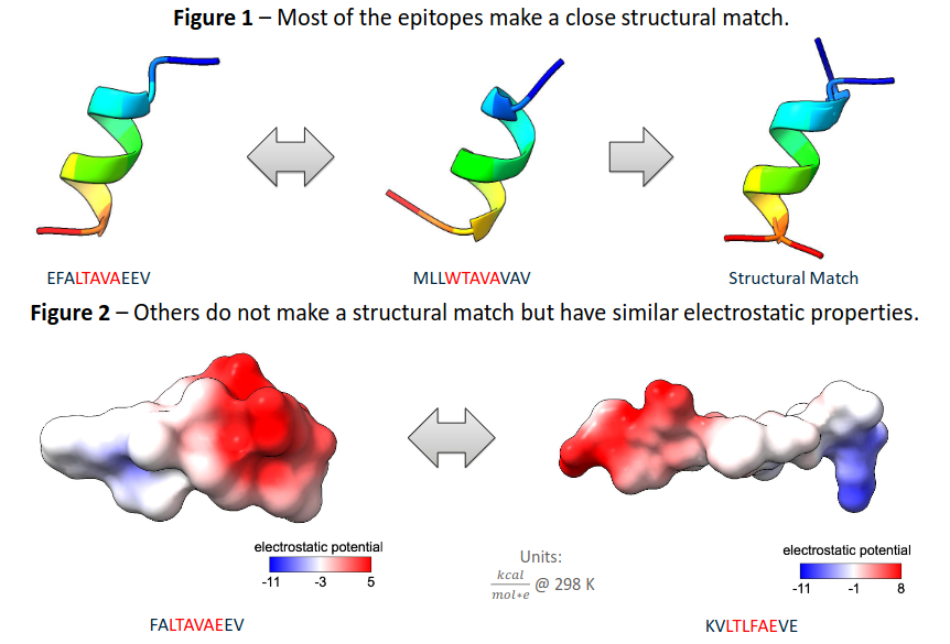 Image depicting epitopes with structural matches and with similar electrostatic properties